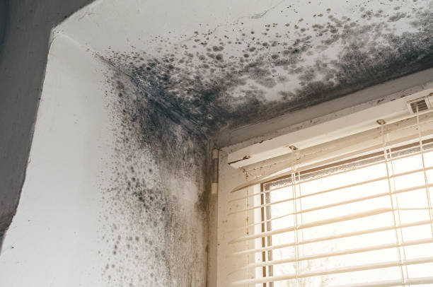 Affordable Black Mold Remediation solutions in Bordentown, NJ